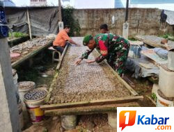 Babinsa Koramil 11/Bandar Baru Dampingi Kelompok Tani Kembangkan Pembibitan Hortikultura