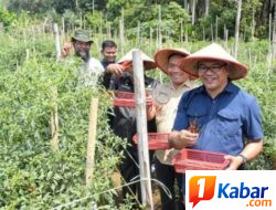 Berjemur di Ladang Cabai Kutalimbaru Bupati Deli Serdang Borong Hasil Panen, Harapan Petani Ikut Tumbuh