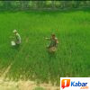 Babinsa Koramil 11/Bandar Baru Dampingi Petani Lakukan Pemupukan Padi, Dukung Swasembada Pangan