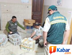 BBKHIT, KP3, dan BKSDA Bali Amankan 284 Ekor Burung, Tanpa Dokumen