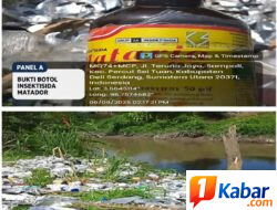 Limbah B3 PESTISIDA Ditemukan di Sungai Bandar Sidoras Deli Serdang, AMPHIBI Soroti Ancaman Bagi Manusia, Ikan dan Ekosistem Mangrove
