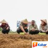 Target 13 Ton Per Hektare, Bawang Merah Mulai Dikembangkan di Namorambe-Deli Serdang