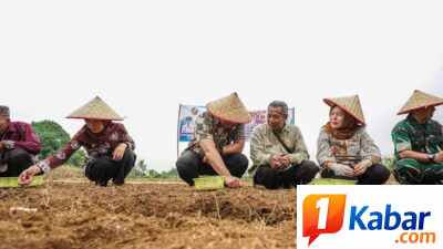 Target 13 Ton Per Hektare, Bawang Merah Mulai Dikembangkan di Namorambe-Deli Serdang