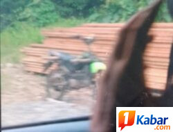 Tumpukan Kayu di Paya Tampu Rusip Antara Disorot, FJL Pertanyakan Pengawasan Hutan