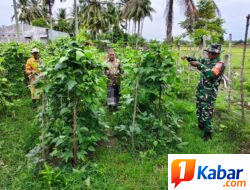 Babinsa Koramil 11/Bandar Baru Pantau Perkembangan Tanaman Kacang Panjang di Sagoe Langien