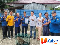 Wujud Pelayanan Rescue, Kadis Damkarmat Deli Serdang Serahkan Satwa Liar Hasil Evakuasi ke BKSDA Provinsi Sumut