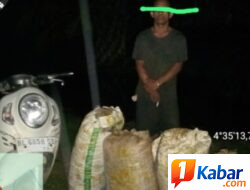 Maraknya Pencurian Brondol Kelapa Sawit di Areal Perkebunan Milik PTPN IV Regional VI, Perusahaan Hadapi Kerugian,