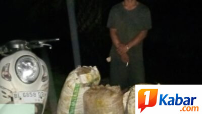 Maraknya Pencurian Brondol Kelapa Sawit di Areal Perkebunan Milik PTPN IV Regional VI, Perusahaan Hadapi Kerugian,