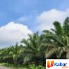 Petani Sawit Serah,Aksi Pencurian”Ninja Sawit” Marak di Gampong Senglong Manyak Payed,