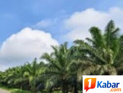 Petani Sawit Serah,Aksi Pencurian”Ninja Sawit” Marak di Gampong Senglong Manyak Payed,