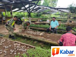 Dukung Ketahanan Pangan, Babinsa Koramil 11/Bandar Baru Dampingi Petani Siapkan Polybag Cabai