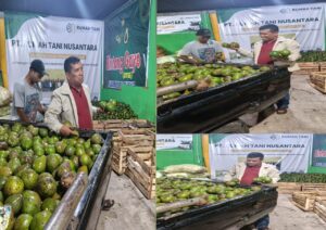 Helmia Dorong Distribusi Nasional, 100 Ton Alpukat Aceh Tengah Tembus Pasar Jawa hingga Bali