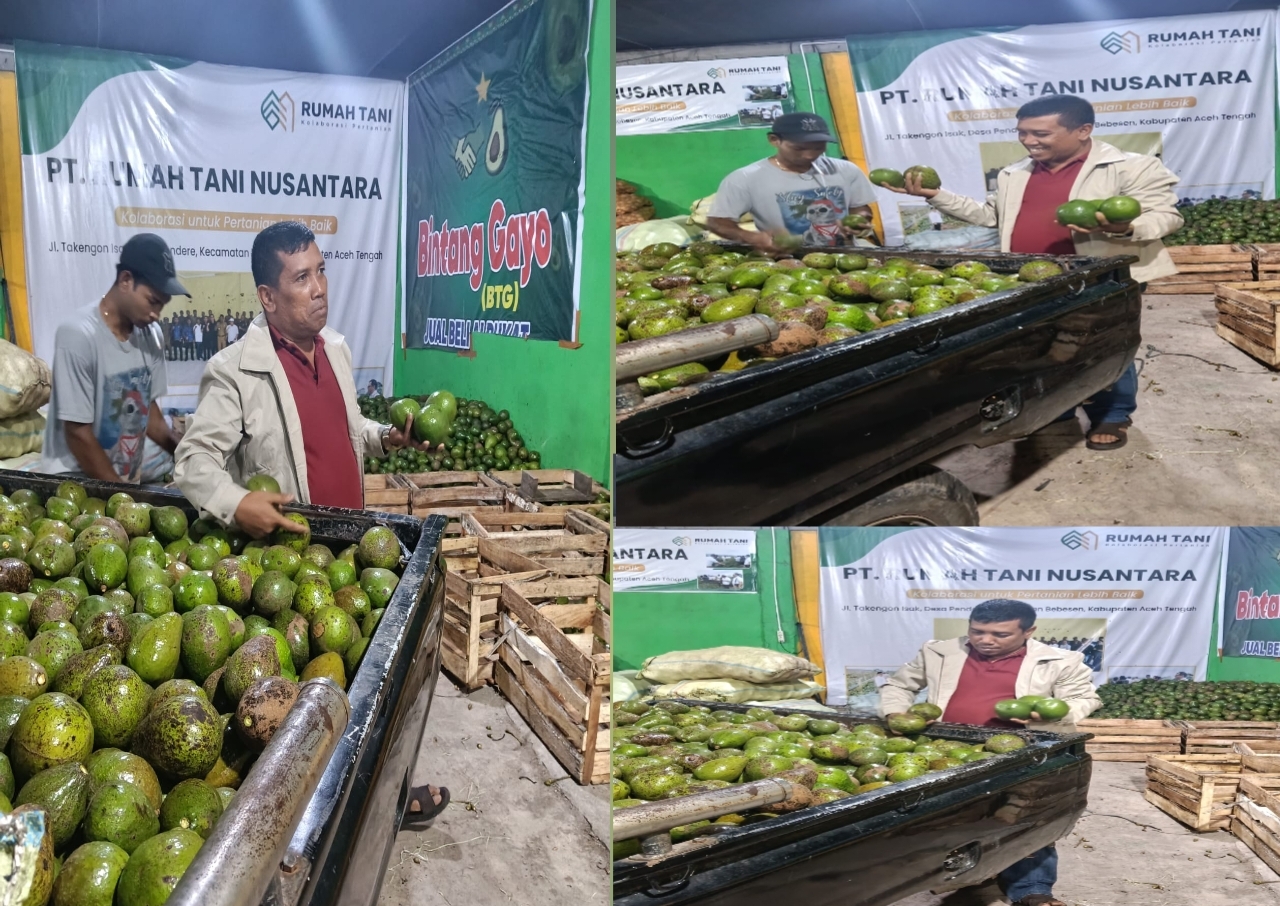 Helmia Dorong Distribusi Nasional, 100 Ton Alpukat Aceh Tengah Tembus Pasar Jawa hingga Bali