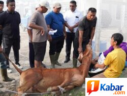 3 Ekor Lembuh Disembelih, Seribu Kepedulian : Lapas Kelas IIB Lubuk Pakam Rayakan Idul Adha 1447 H/2026 M dengan Berbagi