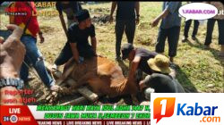 Wujudkan Kepedulian Sosial, Warga Dusun Jawa Muka II Langsa Kota Sembelih 7 Sapi dan 5 Kambing di Hari Raya Idul Adha 1447 H