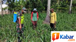 Babinsa Koramil 11/Bandar Baru Dampingi Warga Desa Paru Keude Wujudkan Ketahanan Pangan