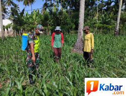 Babinsa Koramil 11/Bandar Baru Dampingi Warga Desa Paru Keude Wujudkan Ketahanan Pangan
