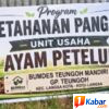 Bumdes Gampong Teungoh Tingkatkan Ketahanan Pangan Tebar Ayam Petelur,