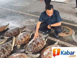 Ditpolairud Polda Bali Gagalkan Penyelundupan 21 Ekor Penyu Hijau di Buleleng