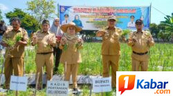 Panen Bawang Merah di Beringin, Pemkab Deli Serdang Pastikan Hasil Panen Untungkan Petani