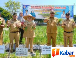Panen Bawang Merah di Beringin, Pemkab Deli Serdang Pastikan Hasil Panen Untungkan Petani
