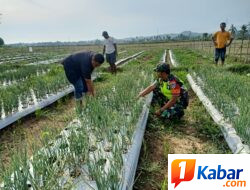 Babinsa Koramil 11/ Bandar Baru Dampingi Petani Rawat Bawang Merah, Perkuat Ketahanan Pangan di Bandar Baru