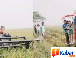 Panen Padi di Desa Sidoarjo II Ramunia, Bupati Deli Serdang Siapkan Alsintan untuk Petani