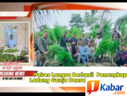 KEDOK KEBUN SAWIT TERBONGKAR! 83 Batang Ganja Hampir 11 Kg di Aceh Timur Digerebek, Petani Diciduk
