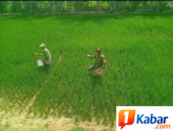 Babinsa Koramil 11/Bandar Baru Dampingi Petani Lakukan Pemupukan Padi, Dukung Swasembada Pangan