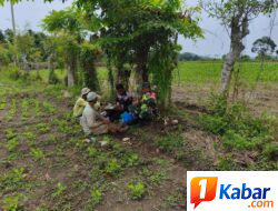 Babinsa Koramil 11/Bandar Baru Perkuat Ketahanan Pangan Lewat Komsos Bersama Petani Desa Bale Musa
