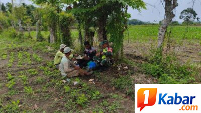 Babinsa Koramil 11/Bandar Baru Perkuat Ketahanan Pangan Lewat Komsos Bersama Petani Desa Bale Musa