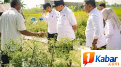 Panen Cabai ke-17 di Hamparan Perak, Bupati Deli Serdang Pastikan Dukungan untuk Petani Terus Diperkuat