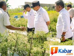 Panen Cabai ke-17 di Hamparan Perak, Bupati Deli Serdang Pastikan Dukungan untuk Petani Terus Diperkuat