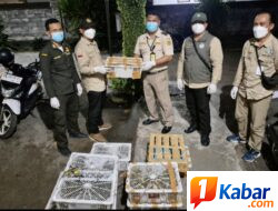 Karantina Bali Gagalkan Penyelundupan 482 Burung Tanpa Dokumen Kesehatan di Karangasem