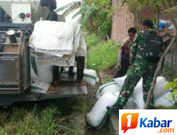 Babinsa Dampingi Panen Padi di Udeung, Dukung Penguatan Ketahanan Pangan Nasional