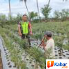 Babinsa Koramil 11/Bandar Baru Dampingi Warga Rawat Tanaman Cabai untuk Perkuat Ketahanan Pangan