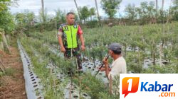 Babinsa Koramil 11/Bandar Baru Dampingi Warga Rawat Tanaman Cabai untuk Perkuat Ketahanan Pangan