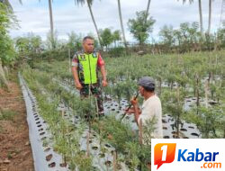Babinsa Koramil 11/Bandar Baru Dampingi Warga Rawat Tanaman Cabai untuk Perkuat Ketahanan Pangan