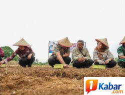 Target 13 Ton Per Hektare, Bawang Merah Mulai Dikembangkan di Namorambe-Deli Serdang