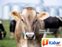 Pengadaan Hewan Sapi  Gampong Paya Tampah Dilakukan Secara Bergulir, Merupakan Program Pemberdayaan Ekonomi Masyarakat,