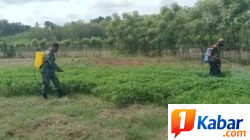 Babinsa Koramil 11 Bandar Baru Dampingi Warga Tanam Jagung Pakan di Pidie Jaya