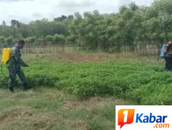 Babinsa Koramil 11 Bandar Baru Dampingi Warga Tanam Jagung Pakan di Pidie Jaya