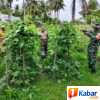 Babinsa Koramil 11/Bandar Baru Pantau Perkembangan Tanaman Kacang Panjang di Sagoe Langien