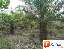 PSR untuk Kesejahteraan Petani, Publik Perlu Pahami Tiga Kategori Lahan yang Dapat Dibantu