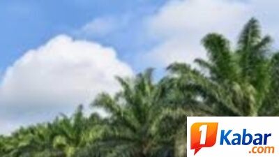 Petani Sawit Serah,Aksi Pencurian”Ninja Sawit” Marak di Gampong Senglong Manyak Payed,