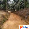 PT Perkebunan Nusantara 1 Regional VI Kebun Baru Gerak Cepat Service Jalan Rusak Akibat Sering Terjadi Hujan di Berbagai Afdiling Wilayah PTPN IV,
