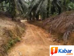 PT Perkebunan Nusantara 1 Regional VI Kebun Baru Gerak Cepat Service Jalan Rusak Akibat Sering Terjadi Hujan di Berbagai Afdiling Wilayah PTPN IV,