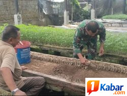 Babinsa Koramil 11/Bandar Baru Dorong Ketahanan Pangan melalui Pembibitan Cabai di Sagoe Langien
