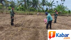 BABINSA KORAMIL 11/BANDAR BARU KODIM 0102/ PIDIE DAMPINGI PETANI TANAM JAGUNG DI DESA KEUDE LOUNGPUTU, WUJUDKAN KETAHANAN PANGAN