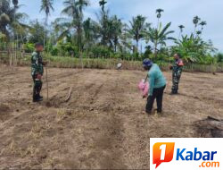 BABINSA KORAMIL 11/BANDAR BARU KODIM 0102/ PIDIE DAMPINGI PETANI TANAM JAGUNG DI DESA KEUDE LOUNGPUTU, WUJUDKAN KETAHANAN PANGAN